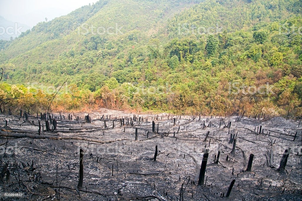 Deforestasi dan Bencana